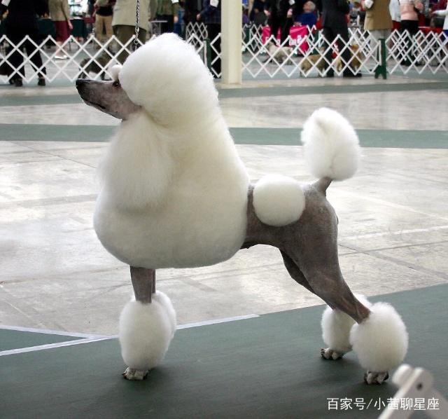 狗狗身上的虱子怎么治：宠物护理小妙招