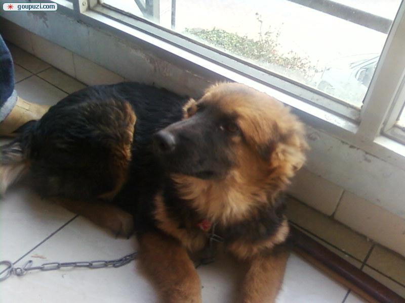 狗狗很无聊——打破宠物无聊生活的小妙招