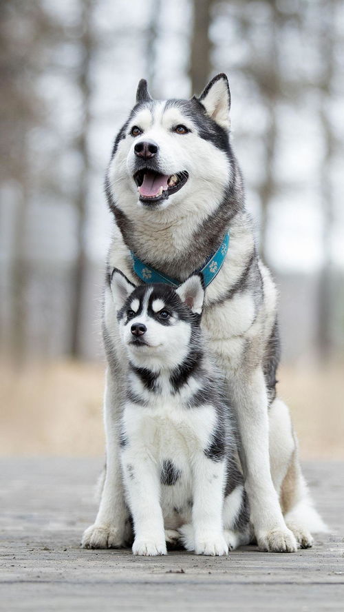 好多猫都死了，什么原因？