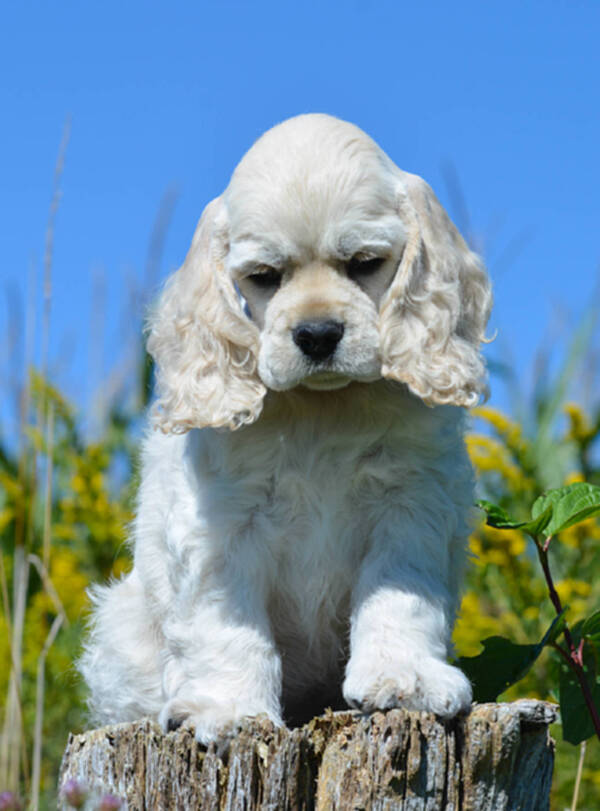 小猫咪便秘的表现：关注宠物健康的细节