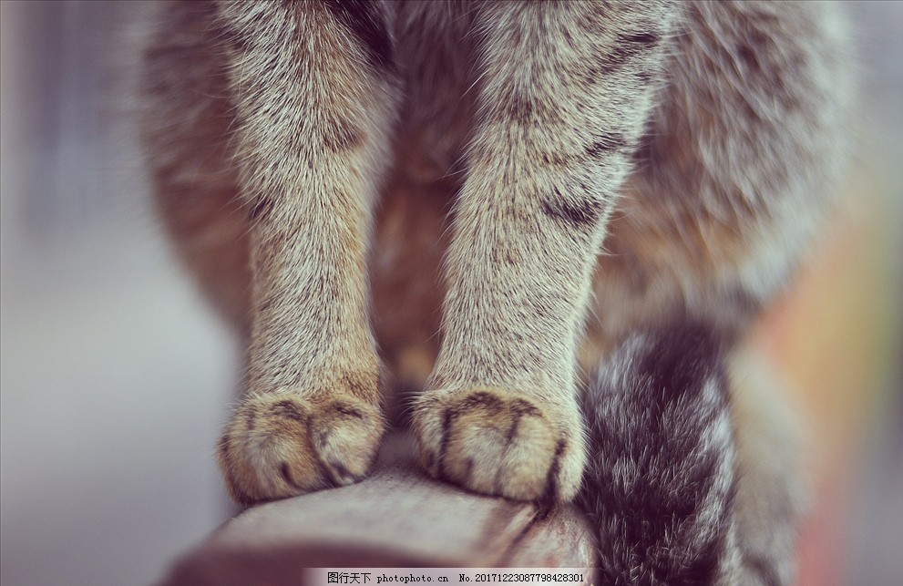 狗狗下唇抖，揭秘背后的真相